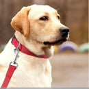 Reflective Dog Collar Strap with Adjustable Safety Nylon Pet Collar Pet Traction Rope Suitable for Small and Medium-Sized Pets